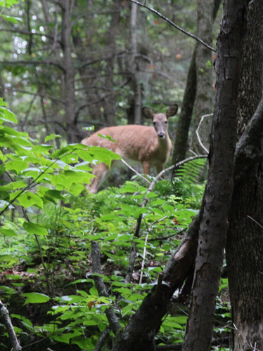 White-tailed Deer