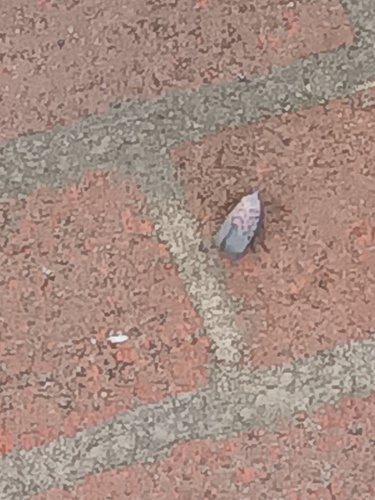 Spotted Lanternfly