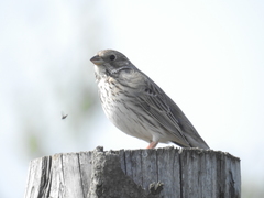 Emberiza calandra