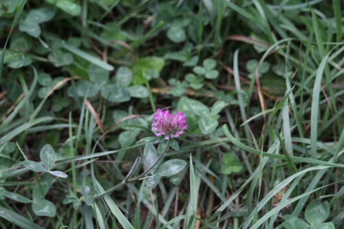 Red Clover