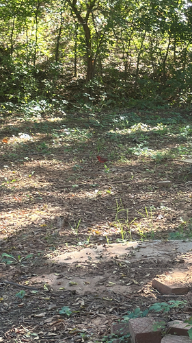Northern Cardinal