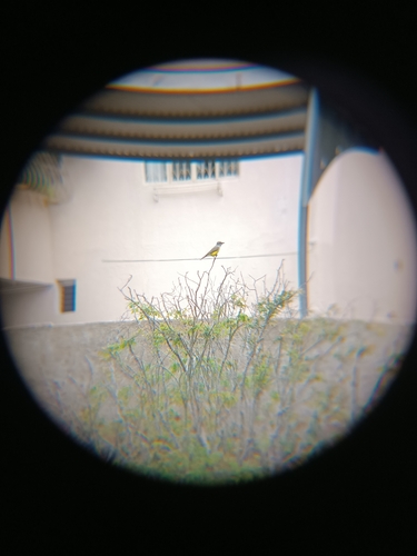 Tropical Kingbird