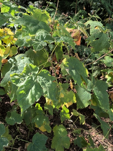 thimbleberry