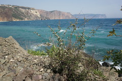 Cotoneaster tauricus