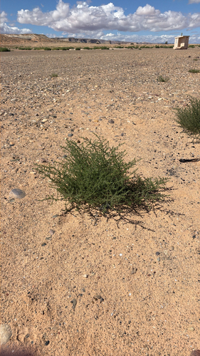 Prickly Russian Thistle