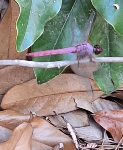 Roseate Skimmer