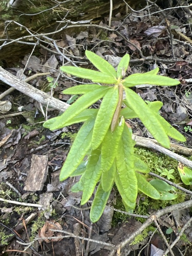 Bog Labrador Tea