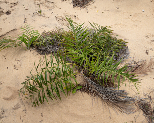 Allagoptera arenaria
