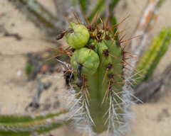 Pilosocereus arrabidae