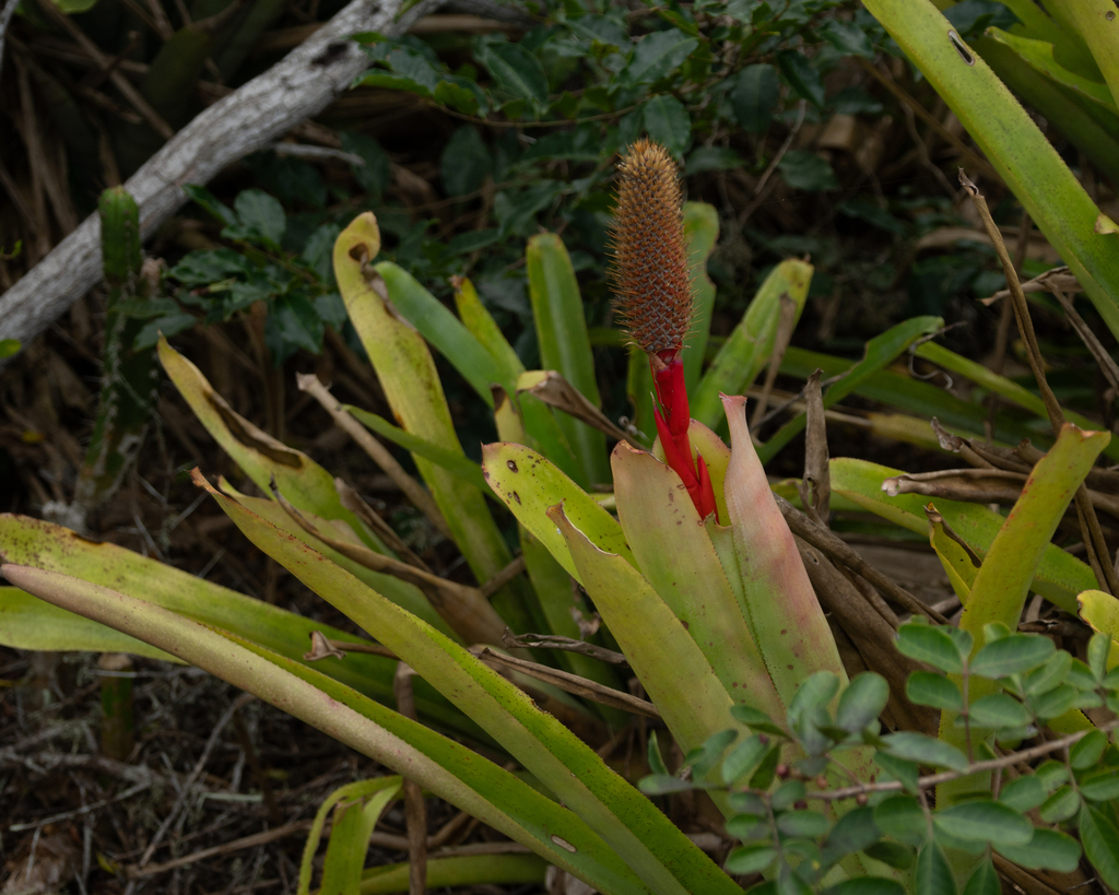Aechmea pineliana; photograph author not stated, no rights reserved