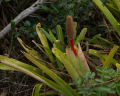 Aechmea pineliana