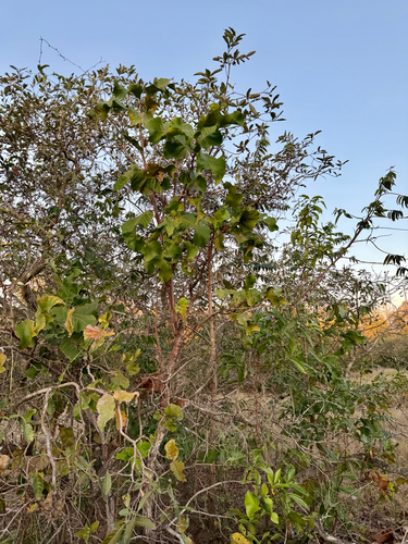 Curatella americana, photograph 2