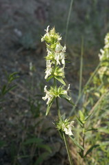 Stachys atherocalyx