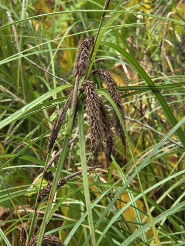 Carex obnupta