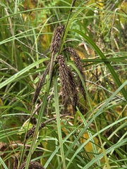 Carex obnupta