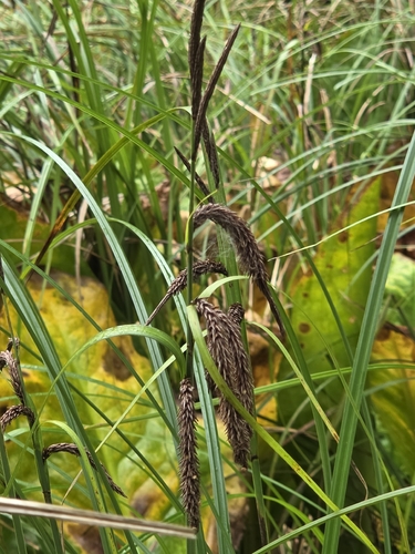 Carex obnupta, photograph 2