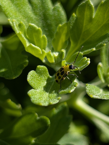 Spotted Cucumber Beetle