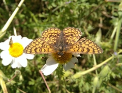 Melitaea deione