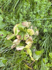 Neottia ovata