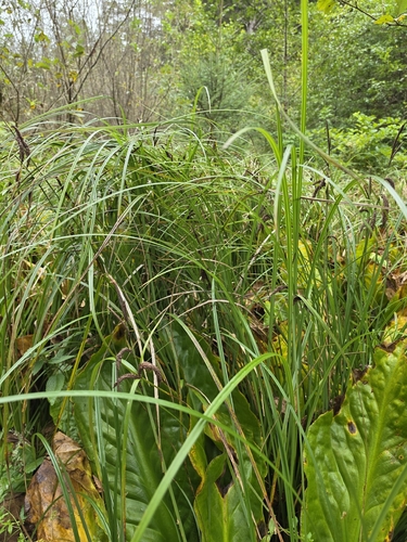 Carex obnupta, photograph 3