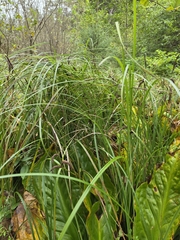 Carex obnupta, photograph author not stated, no rights reserved