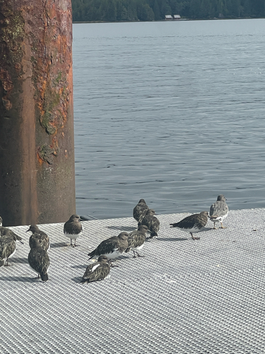Black Turnstone