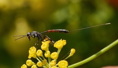 Gasteruption jaculator