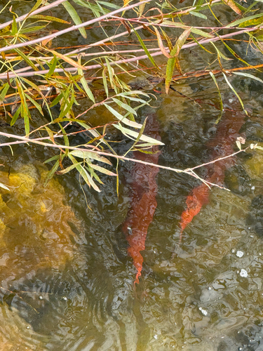 Sockeye Salmon