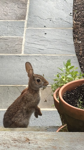 Eastern Cottontail