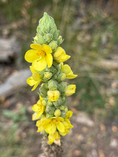 great mullein