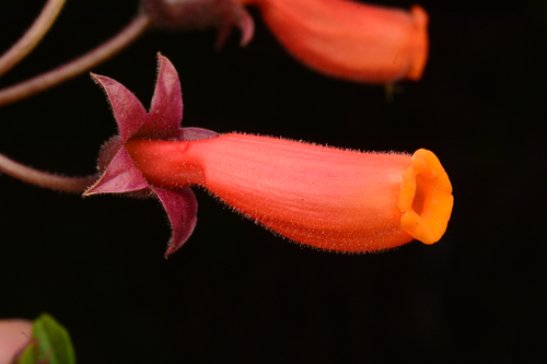 Eccremocarpus scaber