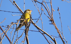 Chloris chloris