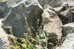 Galium verticillatum