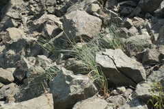 Allium marschalianum