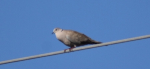 Eurasian Collared-Dove