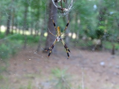 Trichonephila clavipes image