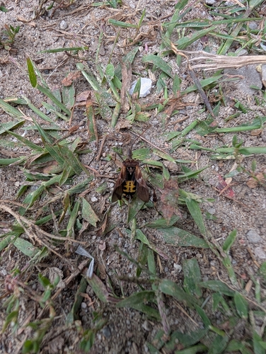 Western Conifer Seed Bug