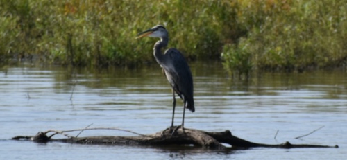 Great Blue Heron
