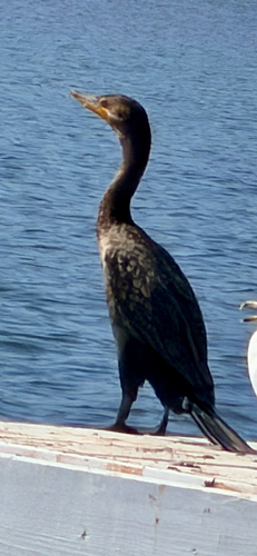 Double-crested Cormorant