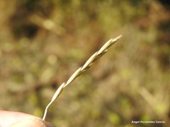 Elymus pungens