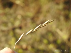 Elymus pungens