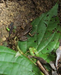 Mannophryne trinitatis