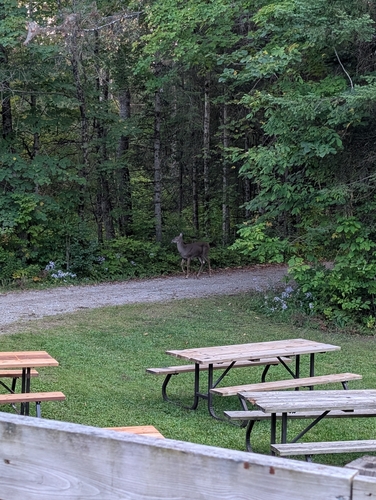 White-tailed Deer