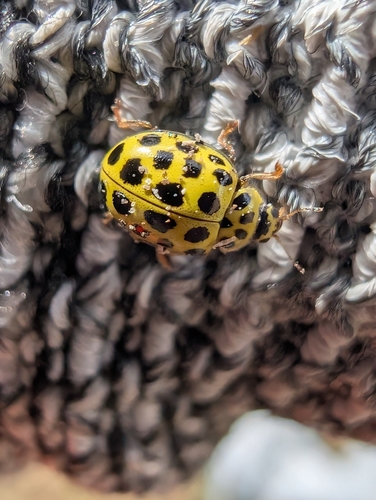 22-spot Ladybird