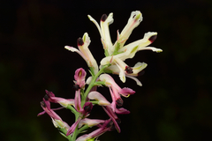 Fumaria agraria