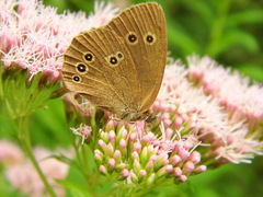 Aphantopus hyperantus