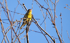 Chloris chloris