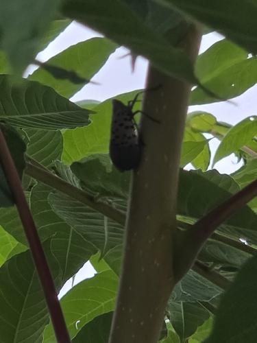 Spotted Lanternfly