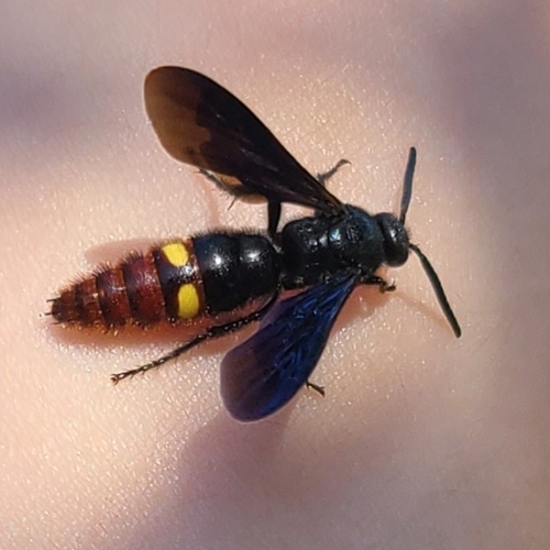 Blue-winged Scoliid Wasp