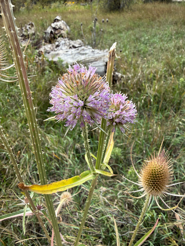 wild teasel